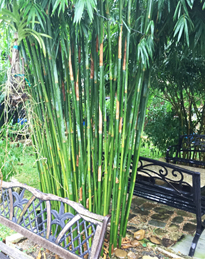 Houston Bamboo Nursery hedge bamboo